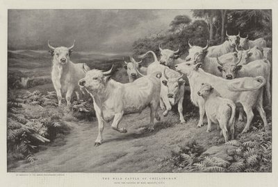 The Wild Cattle of Chillingham by Basil Bradley
